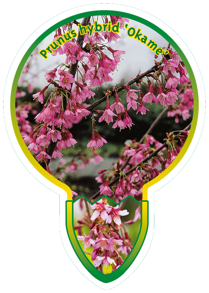 Prunus Hybrid ‘Okame’