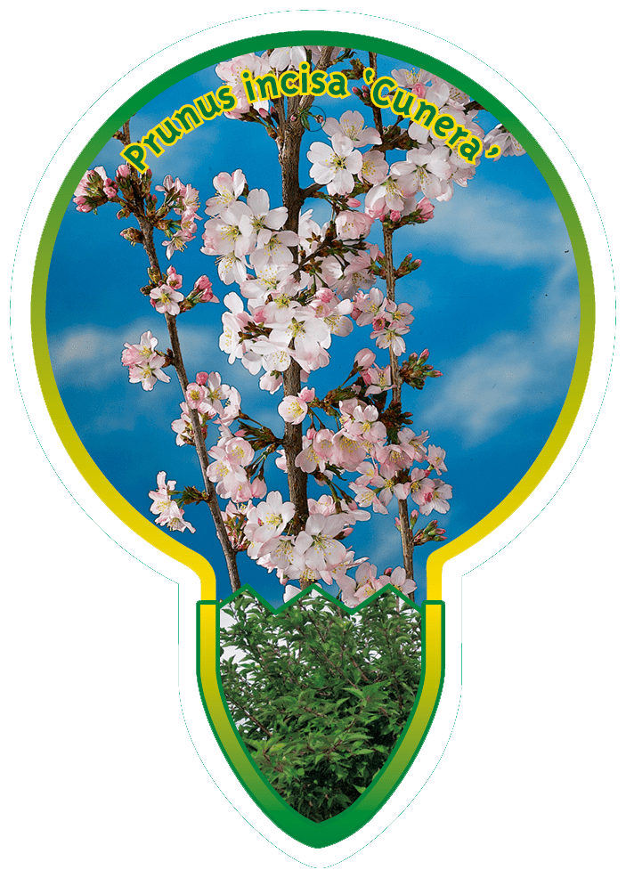 Prunus Incisa ‘Cunera’