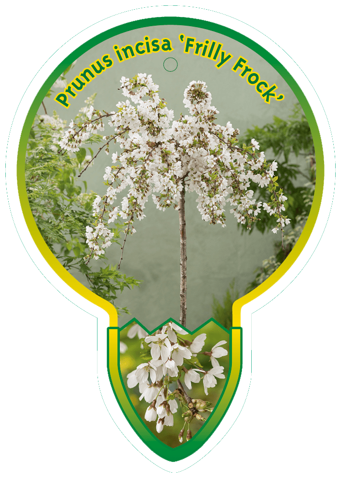 Prunus Incisa ‘Frilly Frock’