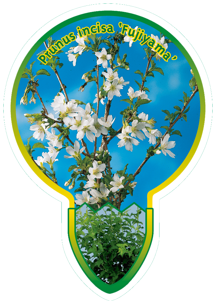 Prunus Incisa ‘Fujiyama’