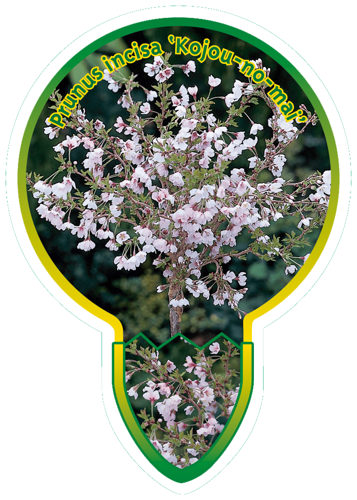 Prunus Incisa ‘Kojou-No-Mai’
