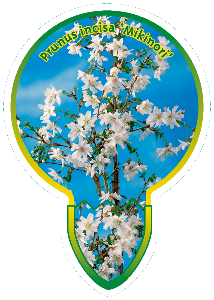 Prunus Incisa ‘Mikinori’