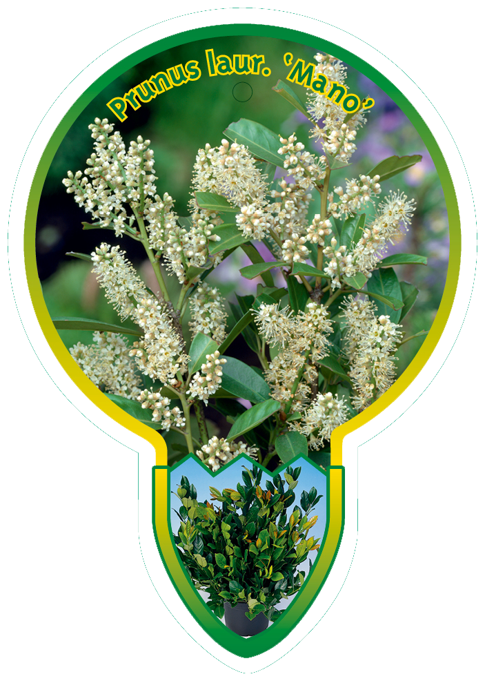 Prunus Laur. ‘Mano’
