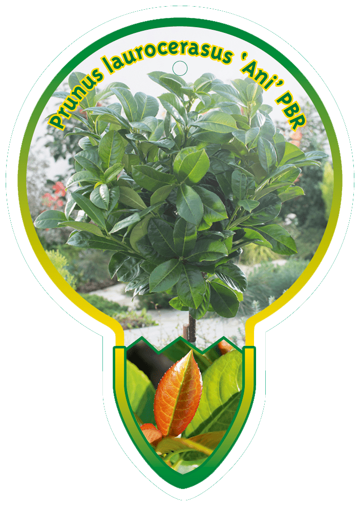 Prunus Laurocerasus ‘Ani’ PBR