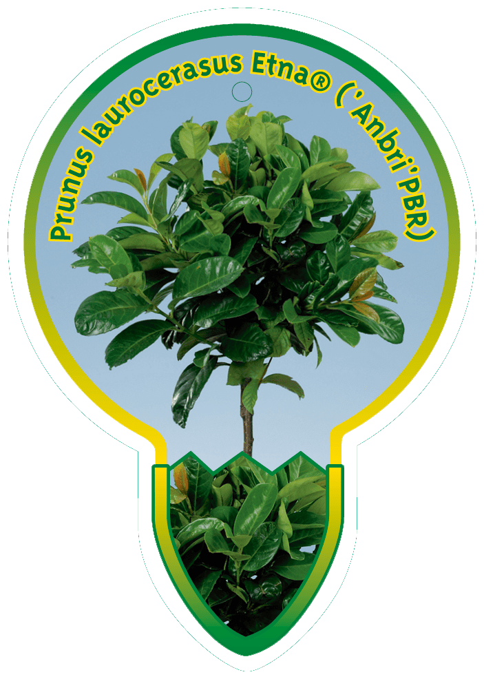 Prunus Laurocerasus Etna (‘Anbri’PBR)