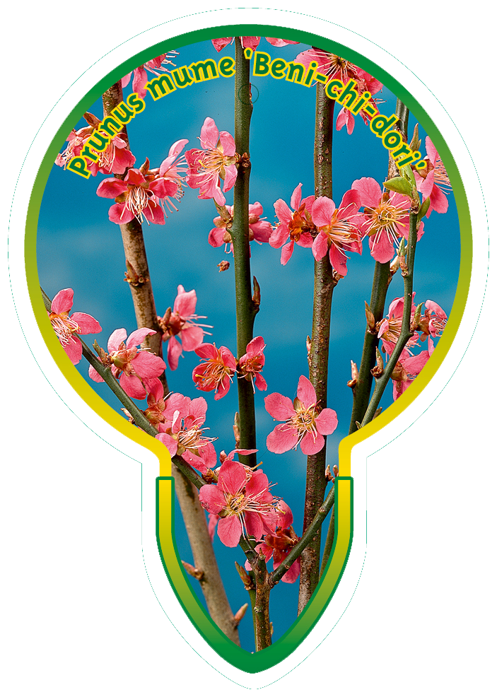 Prunus Mume ‘Beni-Chi-Dori’