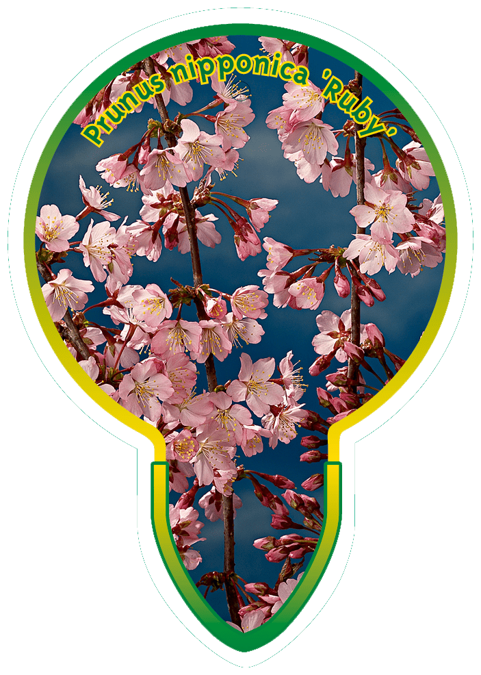 Prunus Nipponica ‘Ruby’