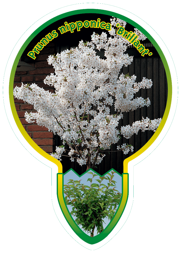 Prunus Nipponica “Brilliant’