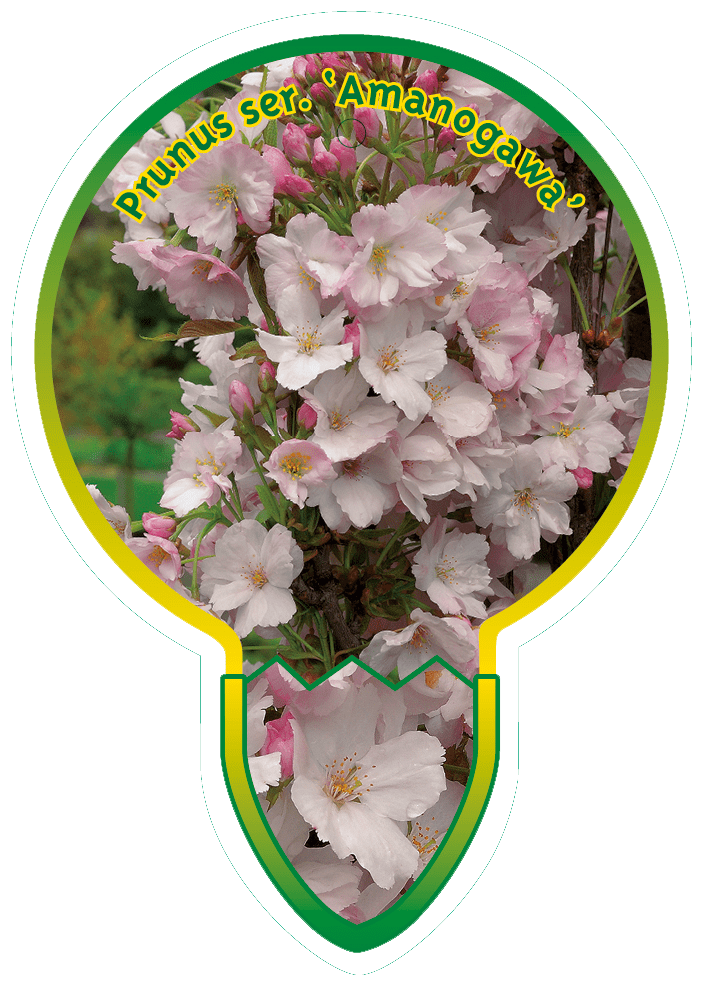 Prunus Ser. ‘Amanogawa’