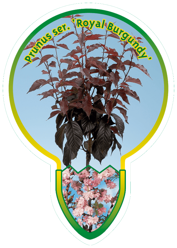 Prunus Ser. ‘Royal Burgundy’