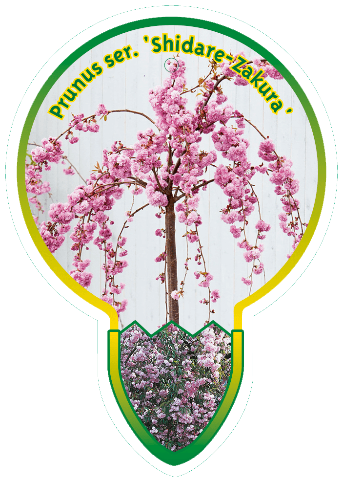 Prunus Ser. ‘Shidare-Zakura’