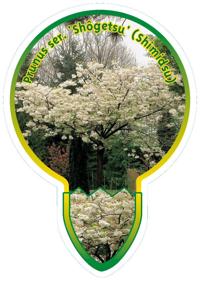 Prunus Ser. ‘Shogetsu’ (Shimidsu)