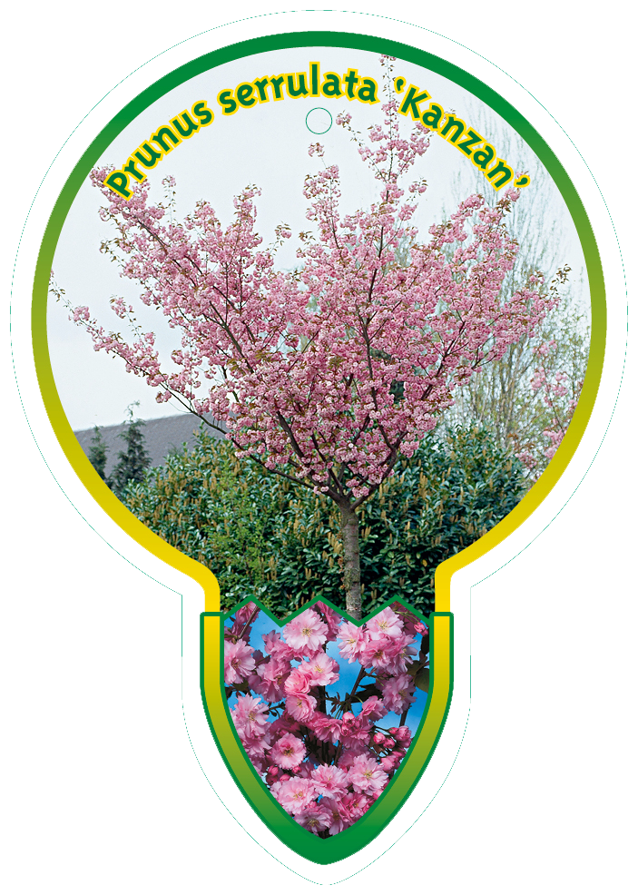 Prunus Serrulata ‘Kanzan’