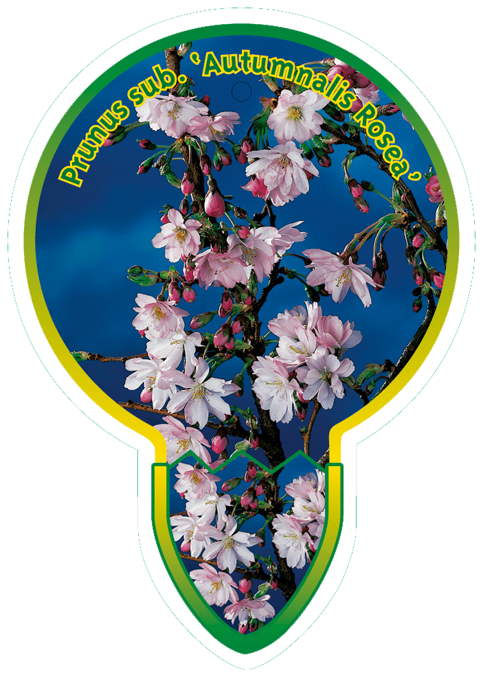 Prunus Sub. ‘Autumnalis Rosea’