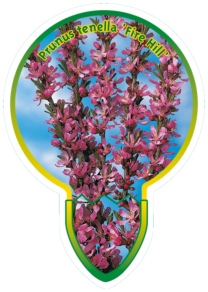 Prunus Tenella ‘Fire Hill’