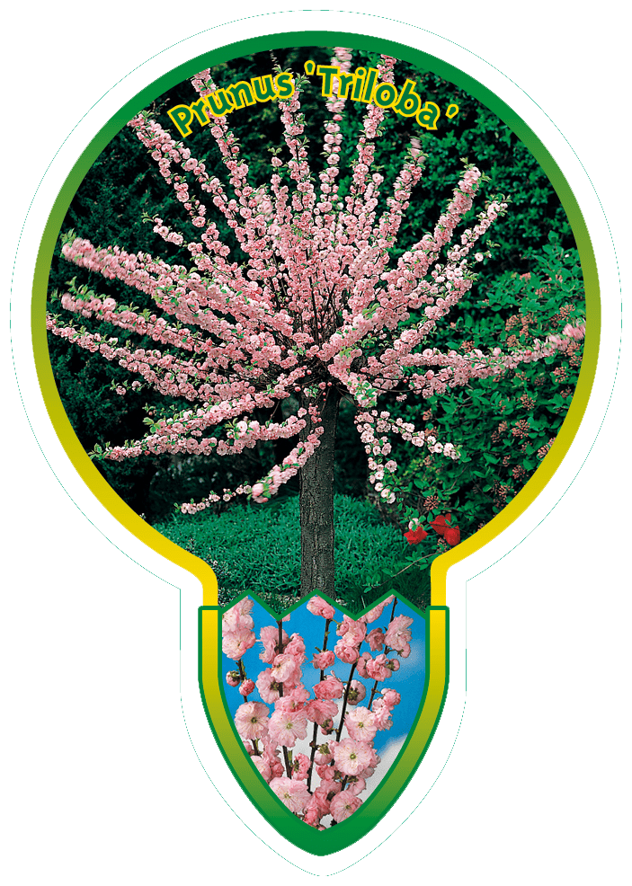 Prunus ‘Triloba’