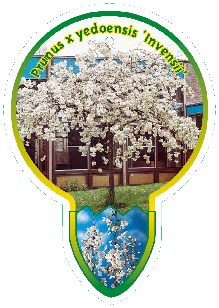 Prunus X Yedoensis ‘ Invensii’