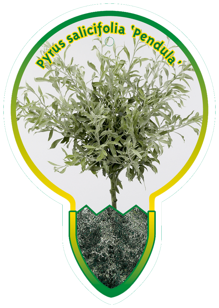 Pyrus Salicifolia ‘Pendula’