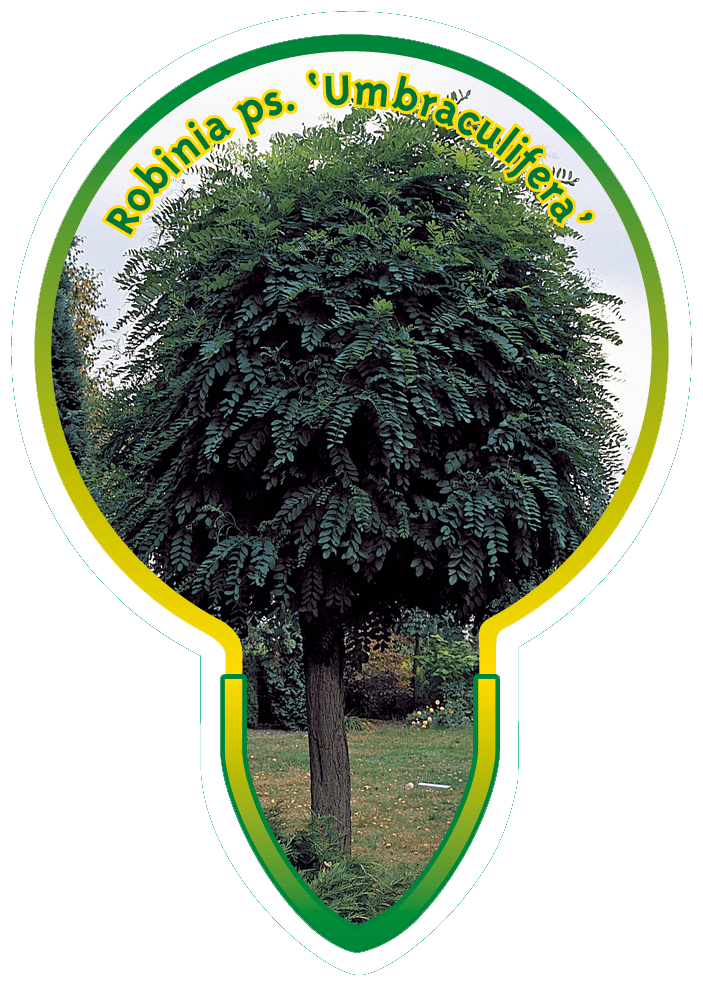 Robina Ps ‘Umbraculifera’