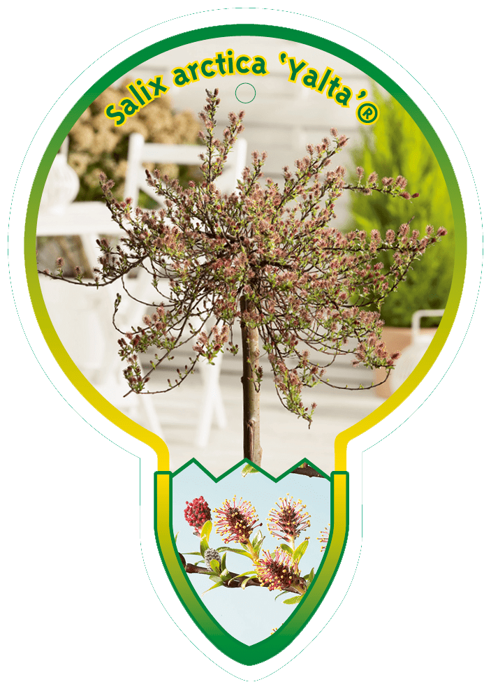 Salix Arctica ‘Yalta’