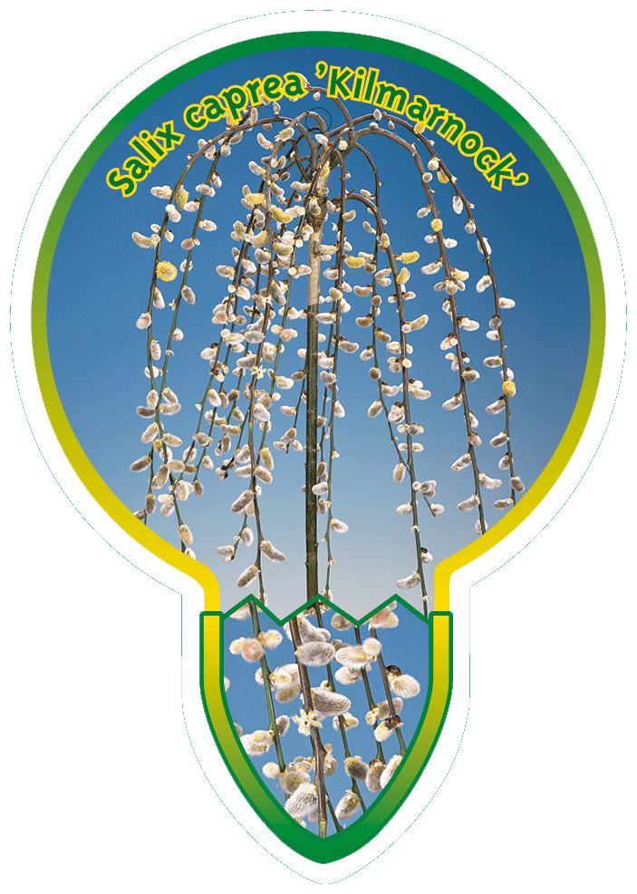 Salix Caprea ‘Kilmarnock’