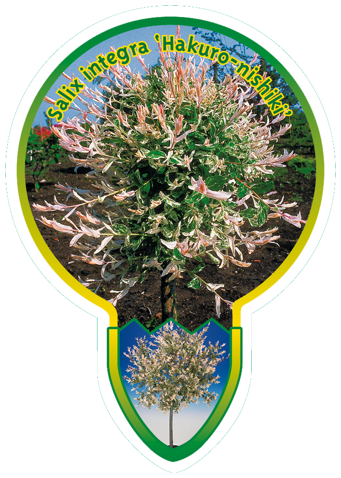 Salix Integra ‘Hakuro-Nishiki’
