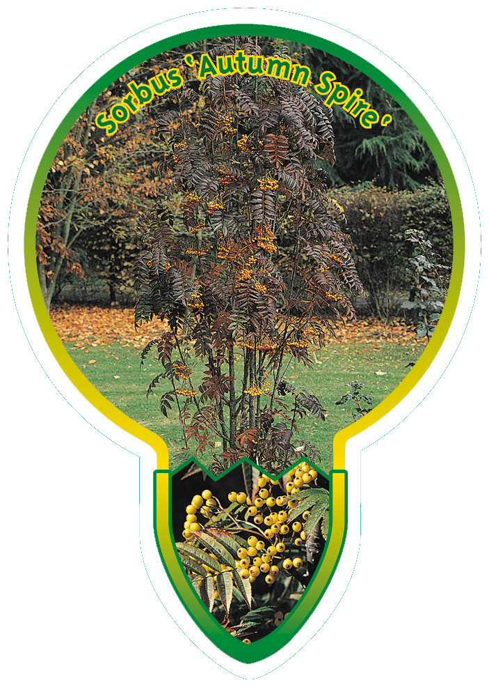 Sorbus ‘Autumn Spire’