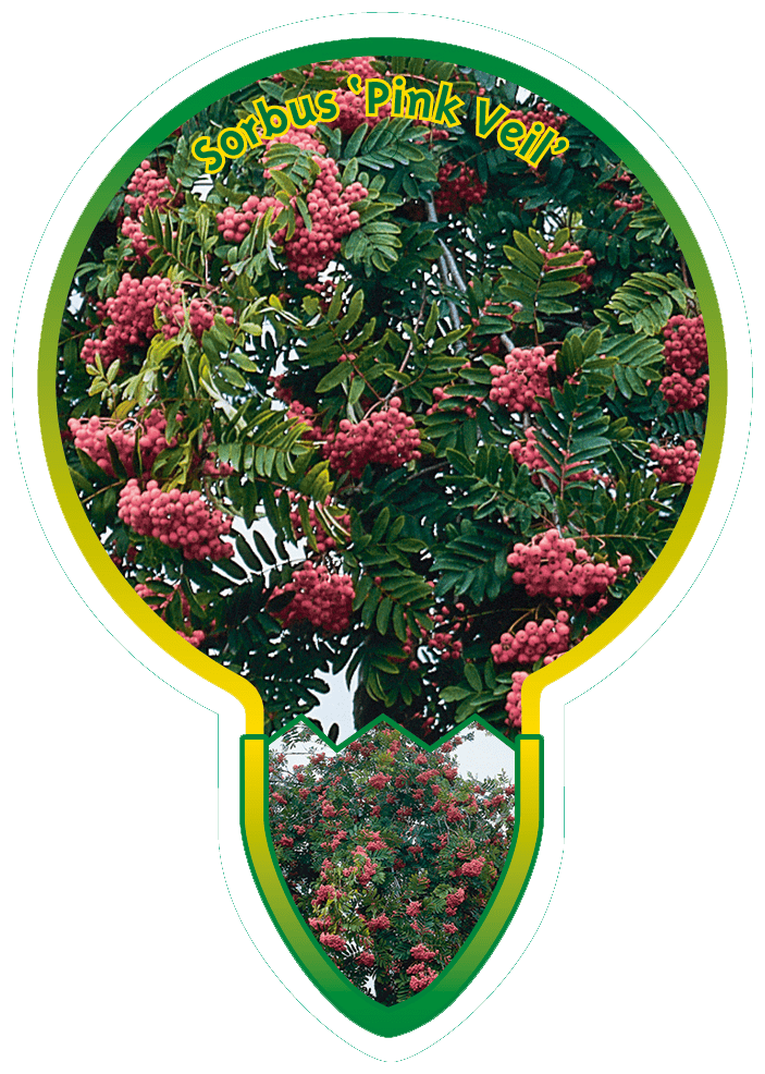 Sorbus ‘Pink Veil’
