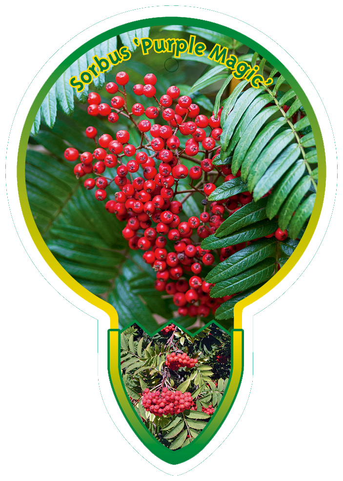 Sorbus ‘Purple magic’