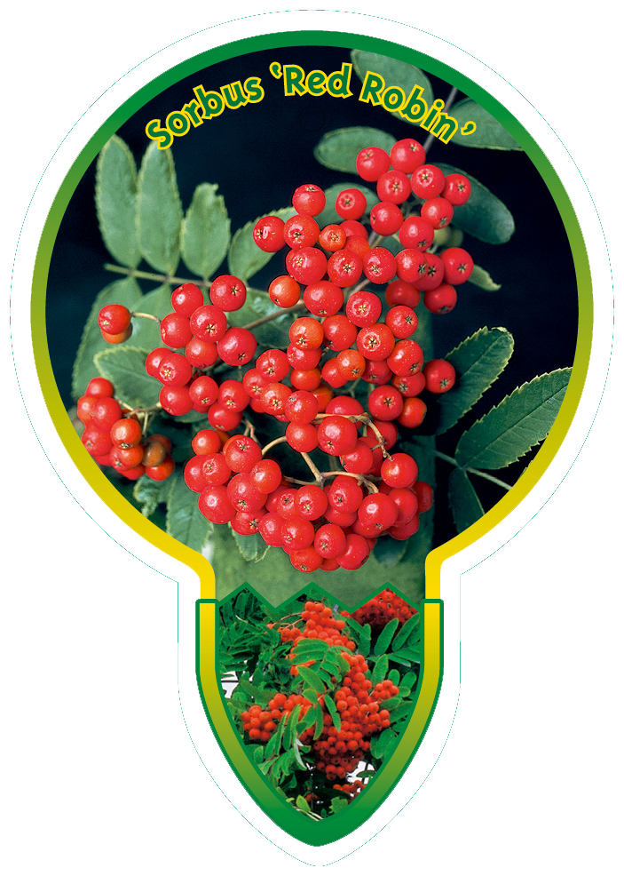 Sorbus ‘Red Robin’