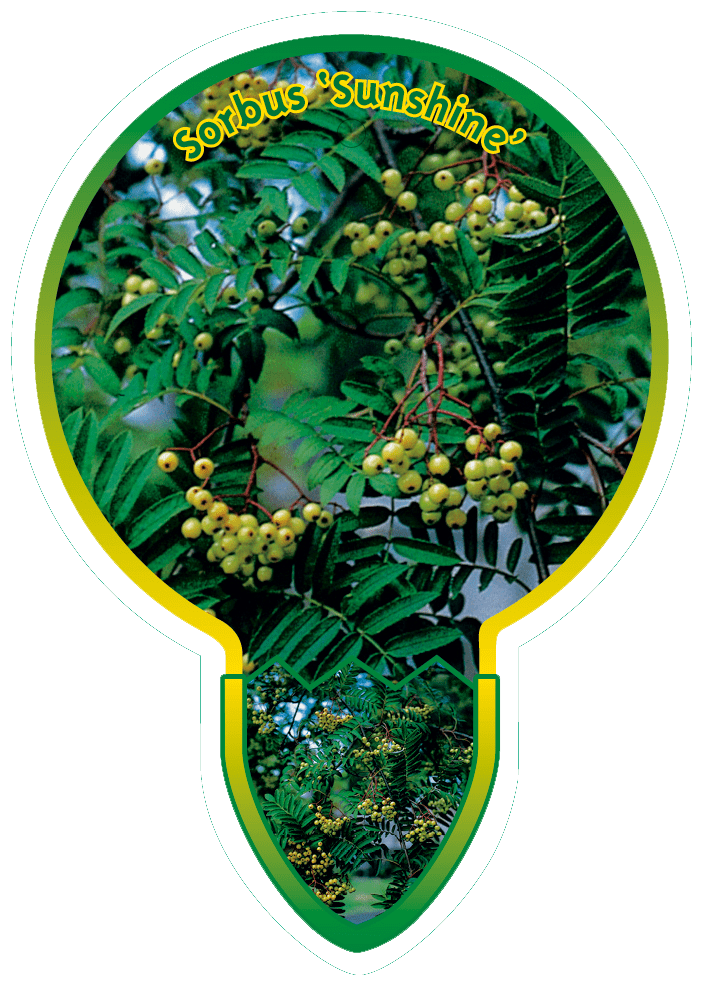 Sorbus ‘Sunshine’