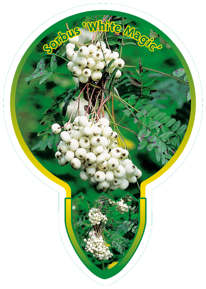Sorbus ‘White Magic’
