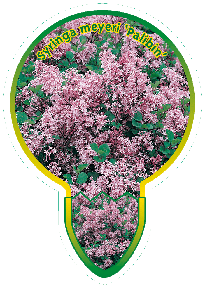 Sytringa Meyeri ‘Palibin’