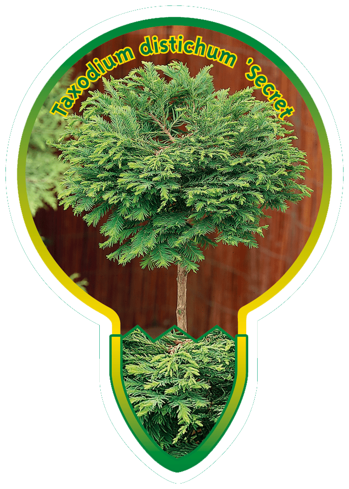 Taxodium Distichum ‘Secret’