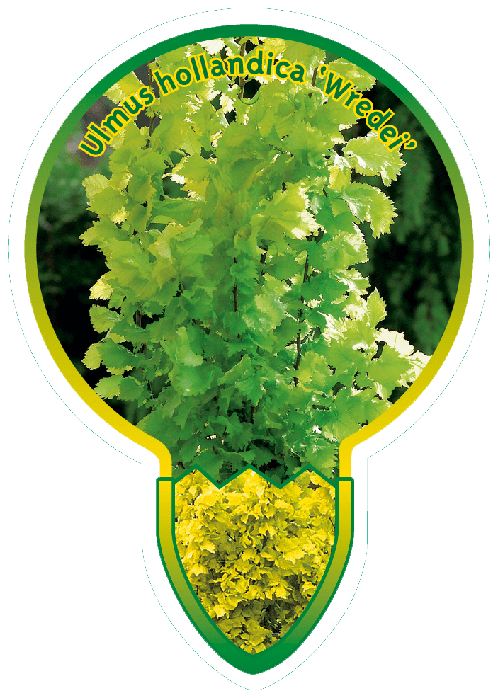 Ulmus Hollandica ‘Wredei’