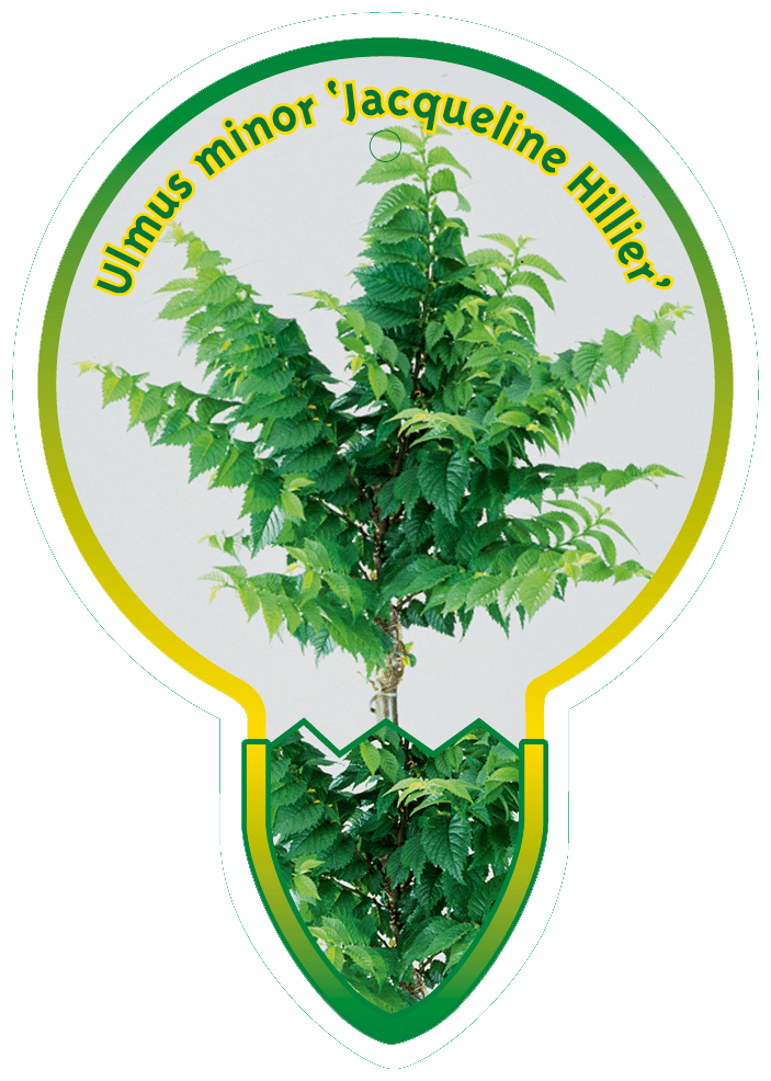 Ulmus Minor ‘Jacqueline Hillier’