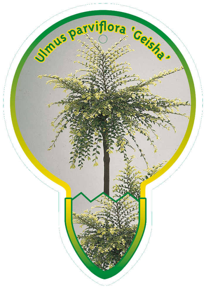Ulmus Parviflora ‘Geisha’