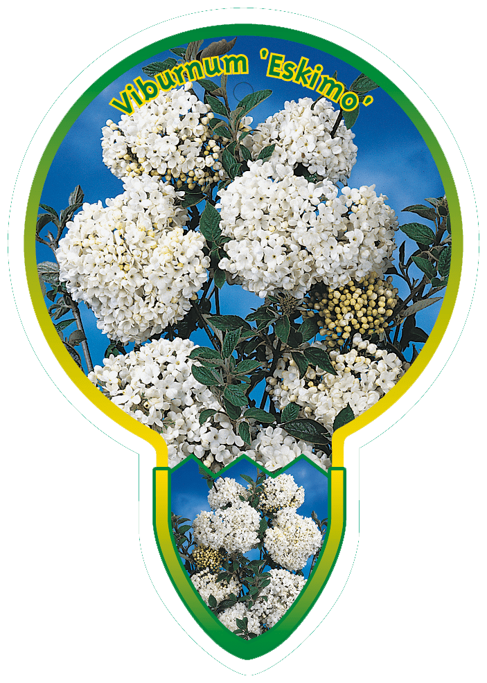 Viburnum ‘Eskimo’