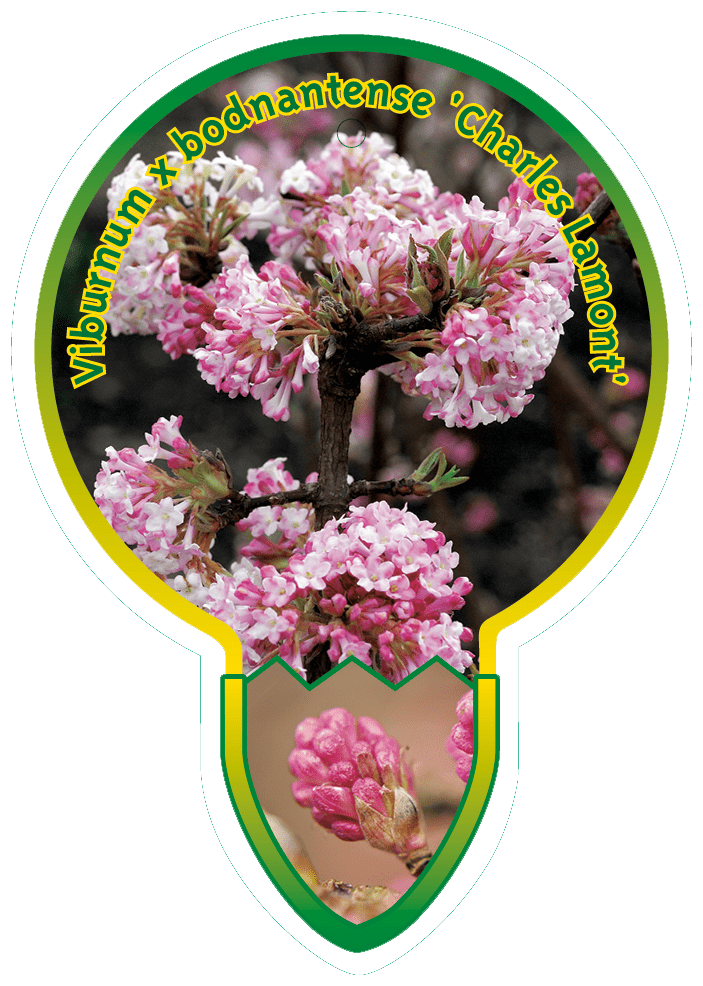 Viburnum X Bodnantense ‘Charles Lamont’
